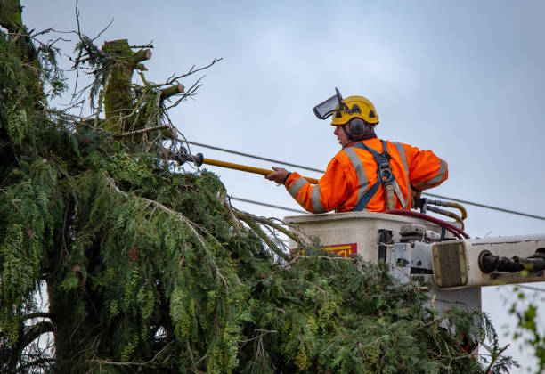 Tree and Shrub Care in Surgoinsville, TN